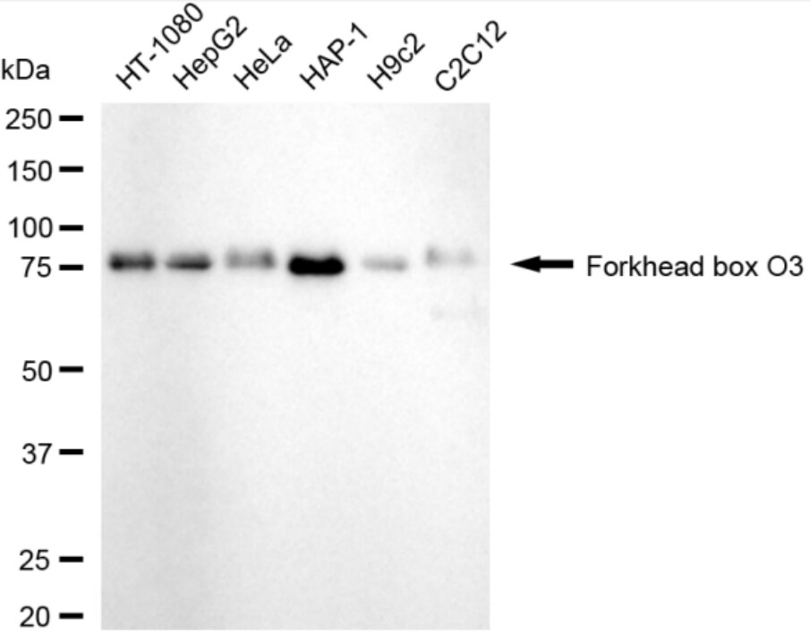 FOXO3 Antibody (24GB3325)