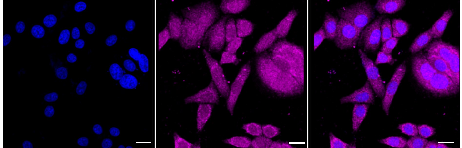 CDC45L Antibody (24GB3335)