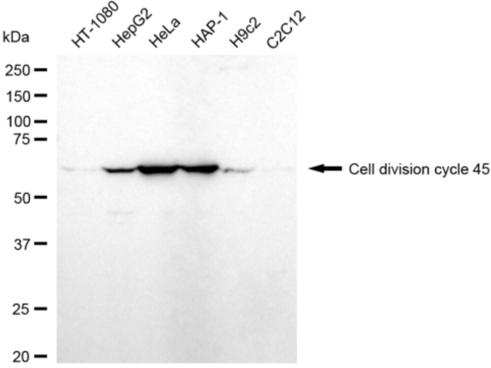 CDC45L Antibody (24GB3335)