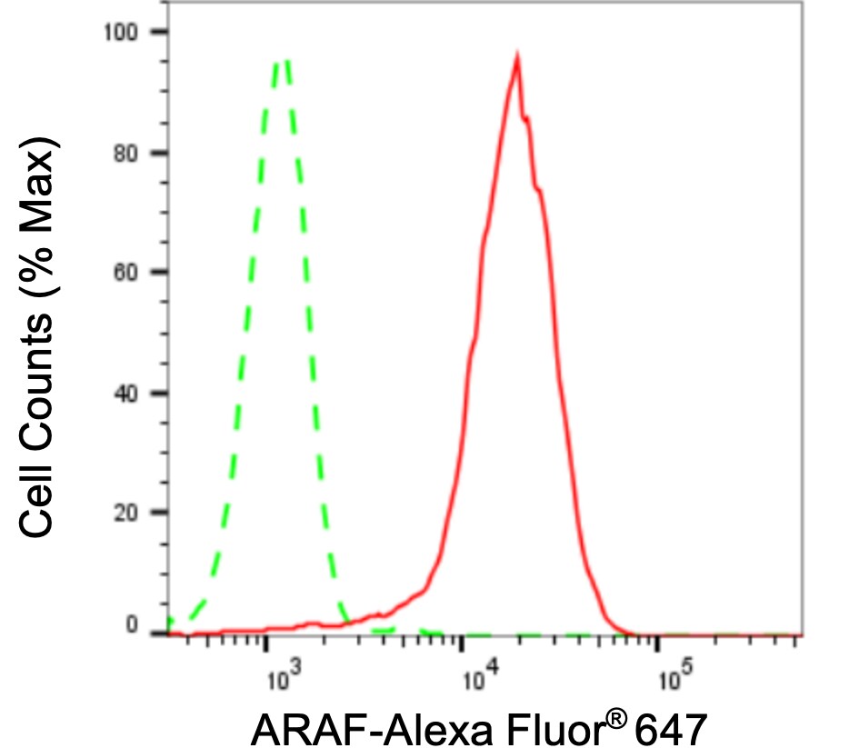 A-RAF Antibody (24GB3345)