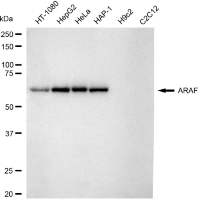 A-RAF Antibody (24GB3345)