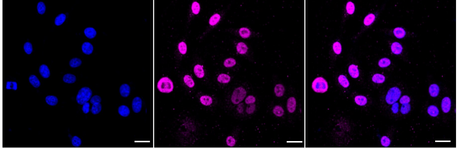 FUS Antibody (24GB3350)