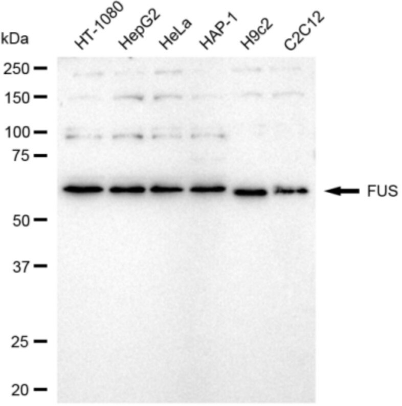 FUS Antibody (24GB3350)