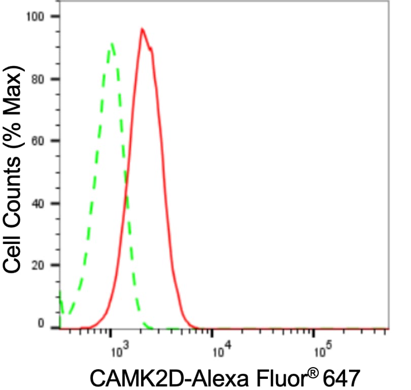 CaM Kinase II delta Antibody (24GB3390)