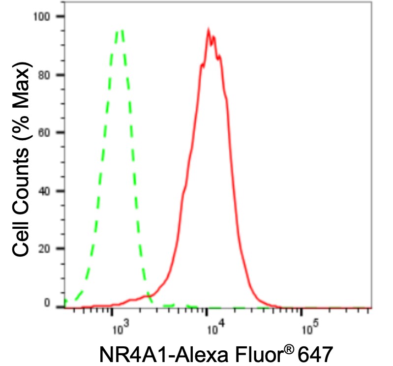 NGFI-B alpha/Nur77/NR4A1 Antibody (24GB3420)