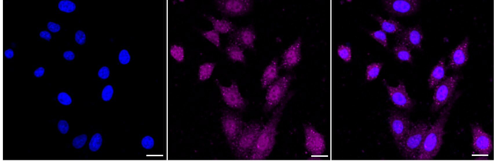 NGFI-B alpha/Nur77/NR4A1 Antibody (24GB3420)