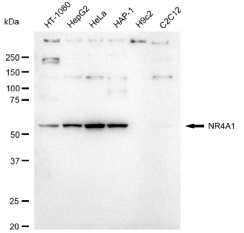 NGFI-B alpha/Nur77/NR4A1 Antibody (24GB3420)