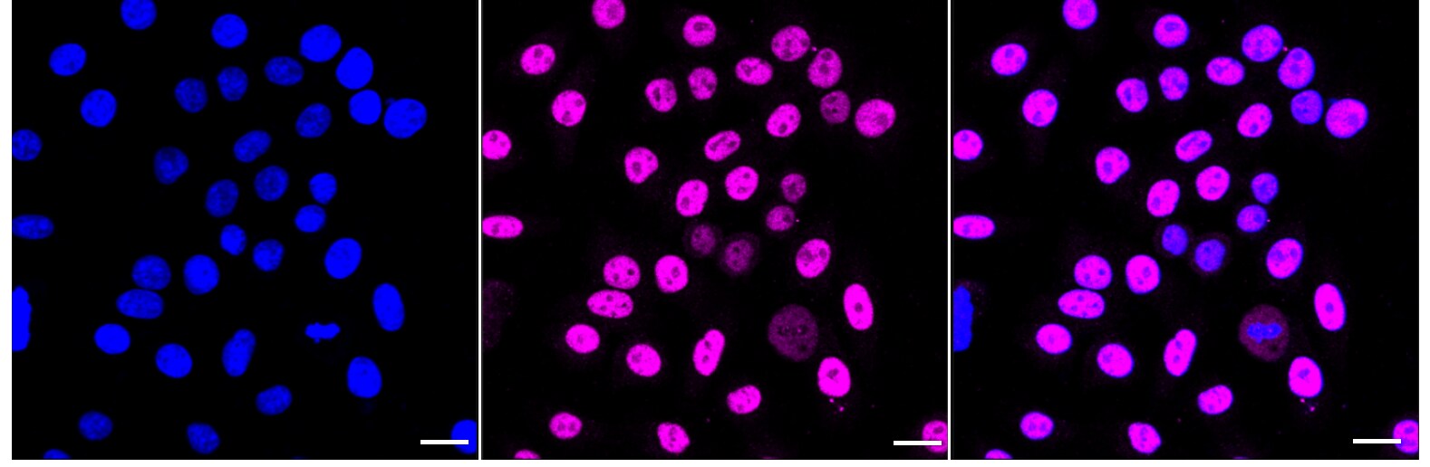 5-HT2C Antibody (24GB3460)