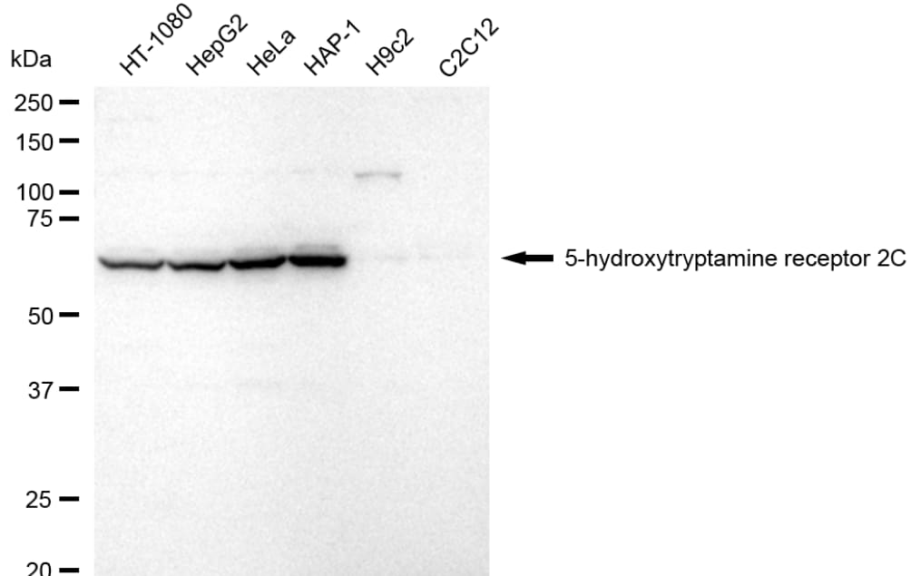 5-HT2C Antibody (24GB3460)
