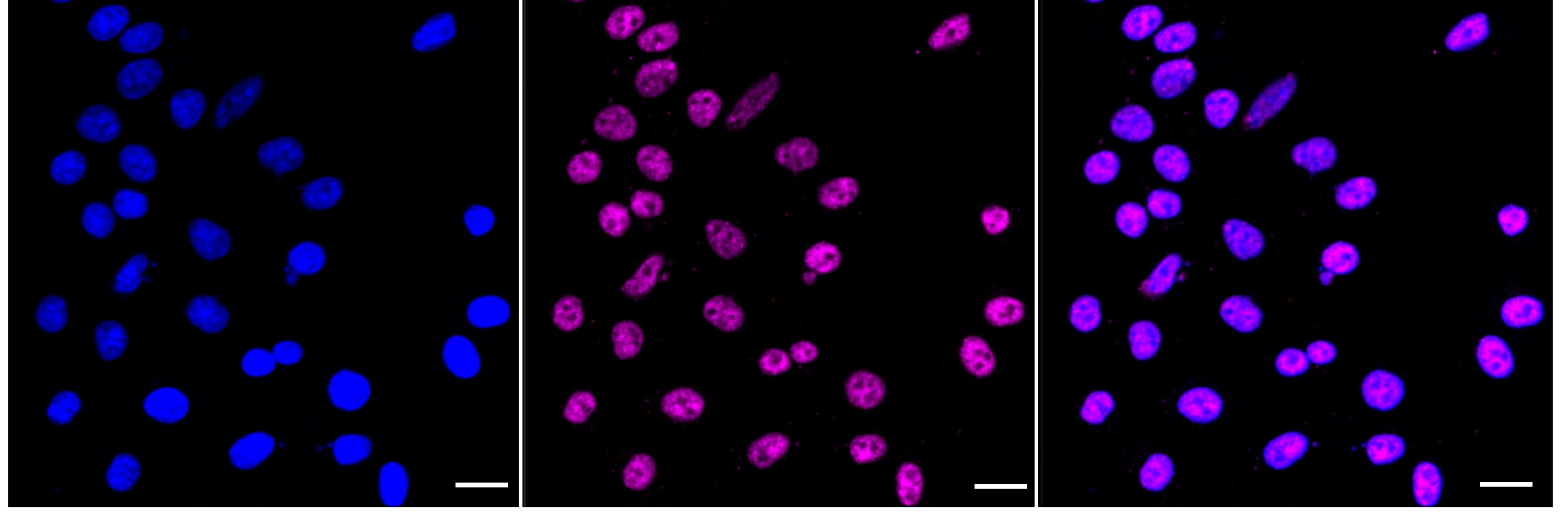 Nrf1 Antibody (24GB3515)