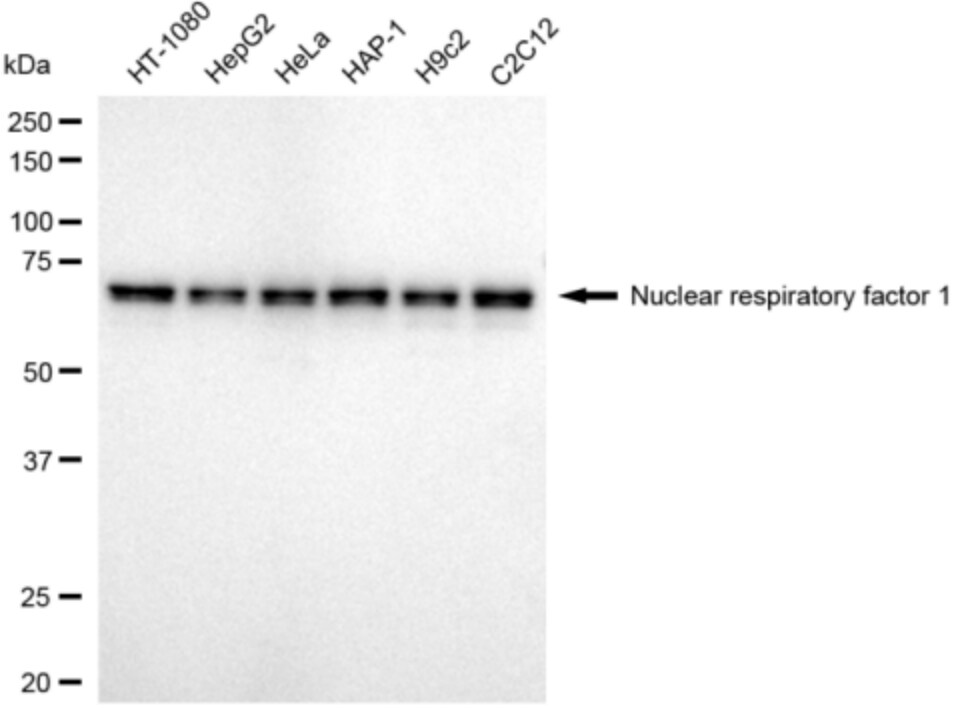 Nrf1 Antibody (24GB3515)