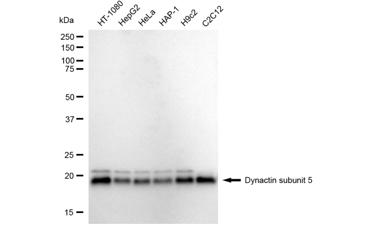 DCTN5 Antibody (24GB3540)