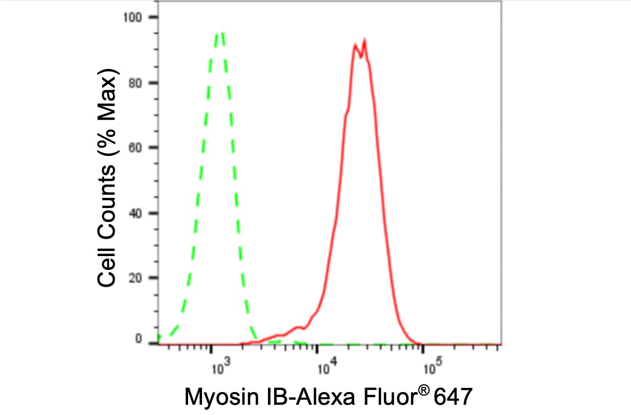 Myosin 1B Antibody (24GB3560)