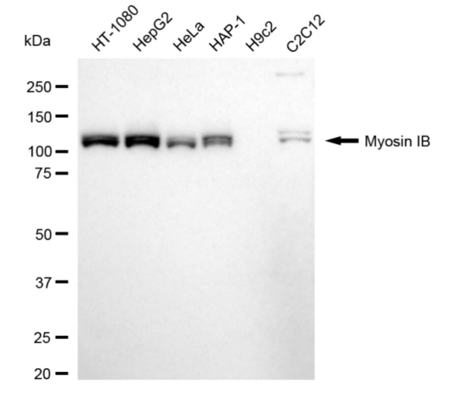 Myosin 1B Antibody (24GB3560)