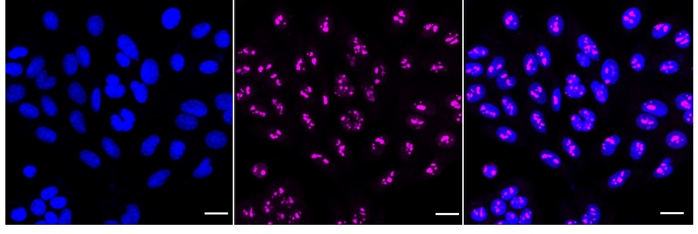 CRCP Antibody (24GB3570)