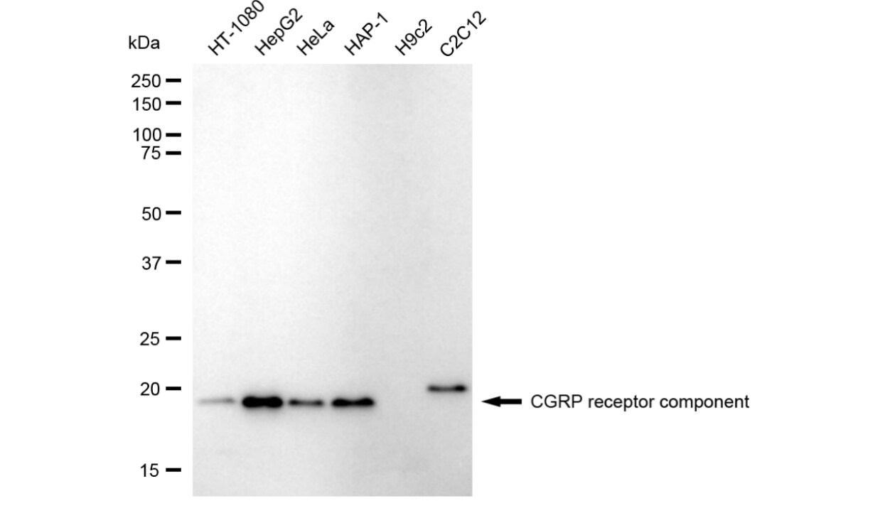 CRCP Antibody (24GB3570)