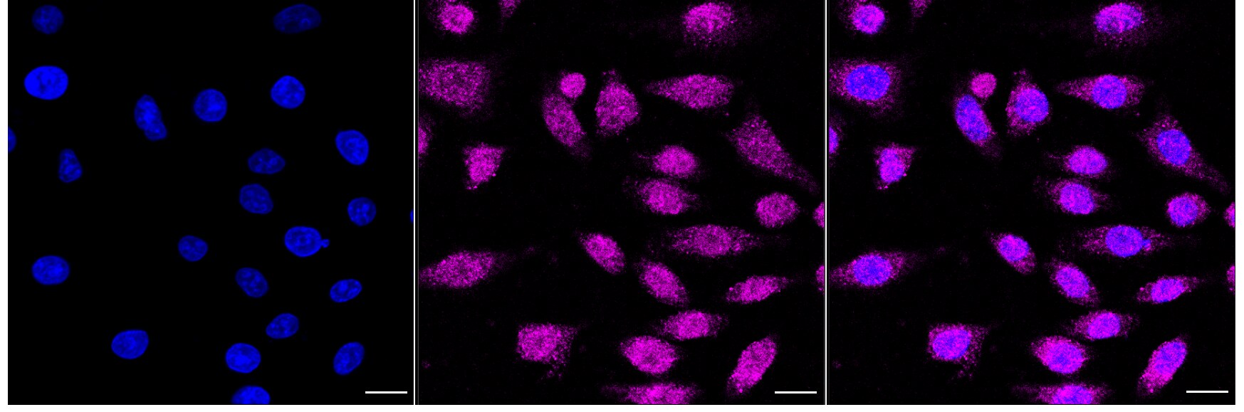 EXOC2 Antibody (24GB3575)