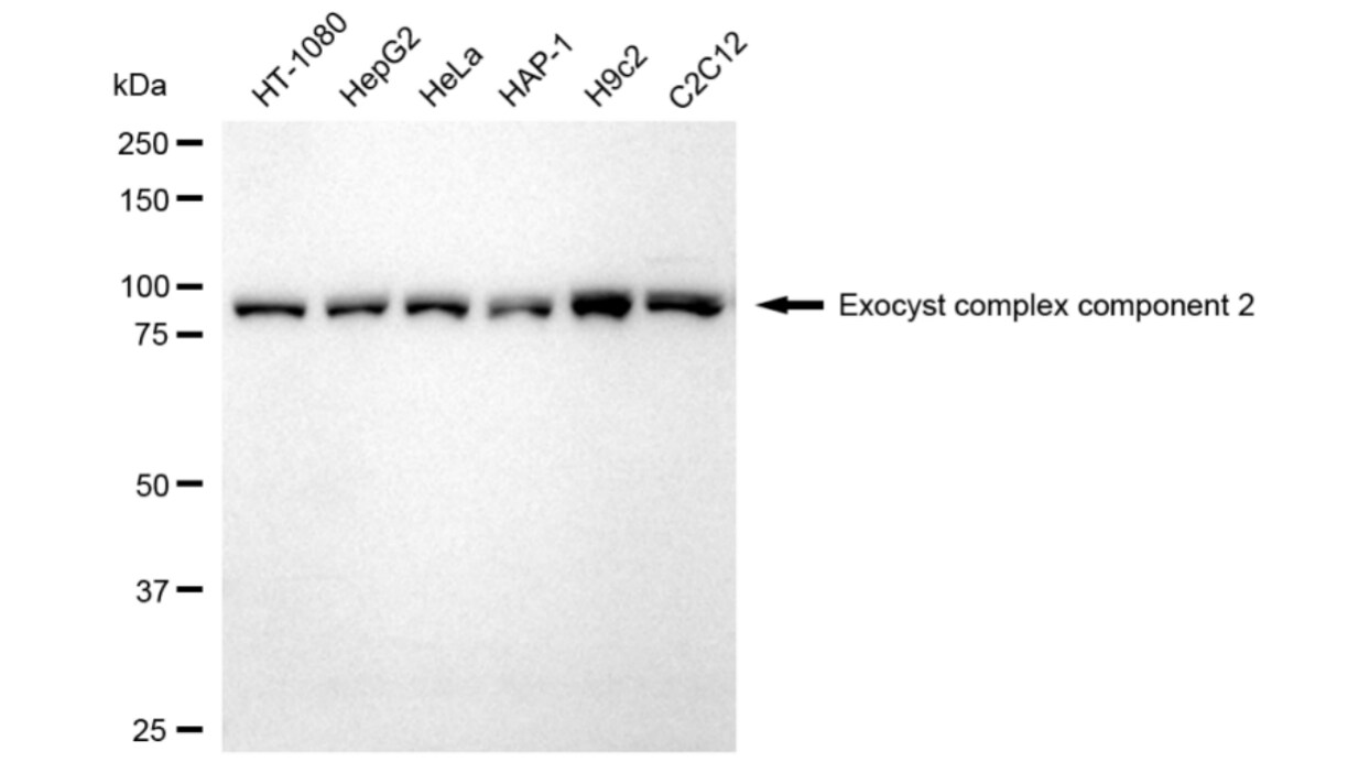 EXOC2 Antibody (24GB3575)