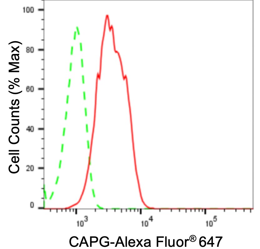 CapG Antibody (24GB3595)