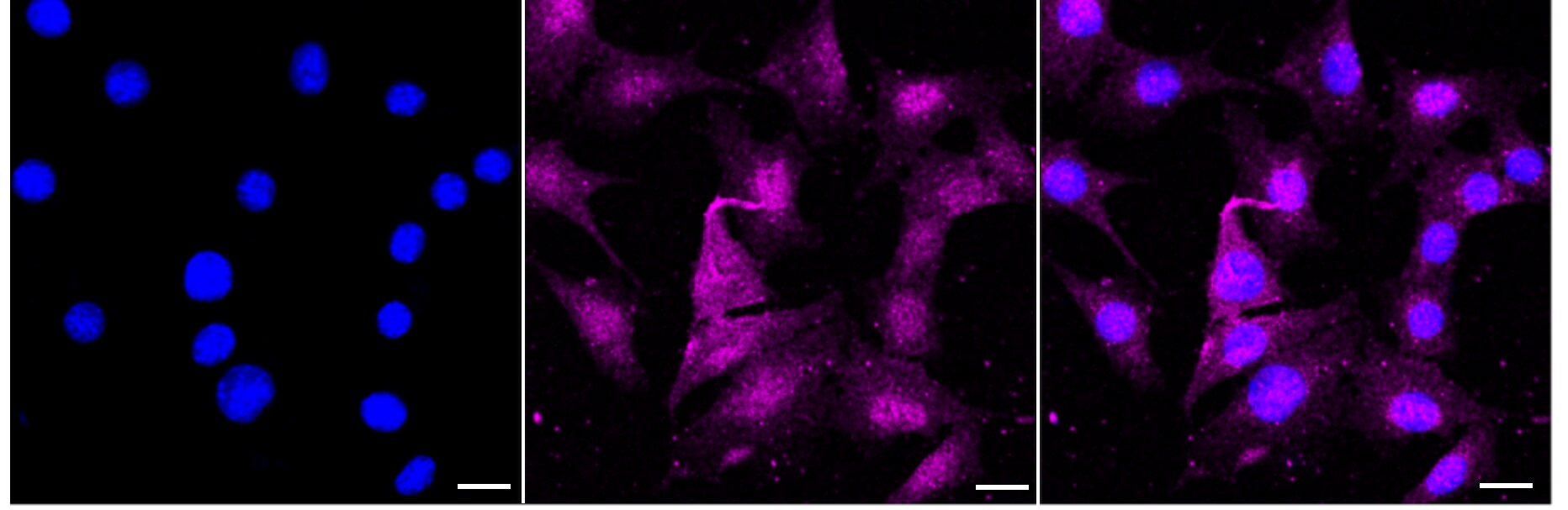 CapG Antibody (24GB3595)