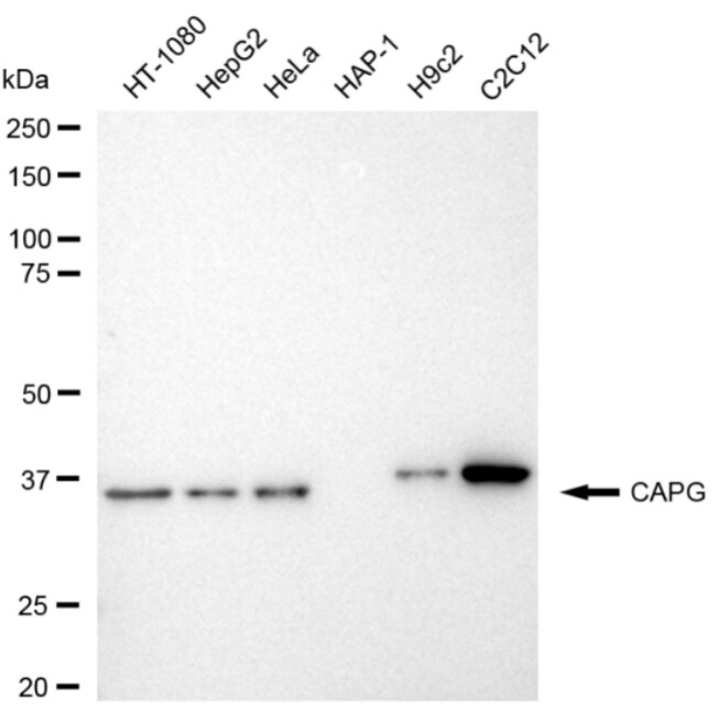 CapG Antibody (24GB3595)