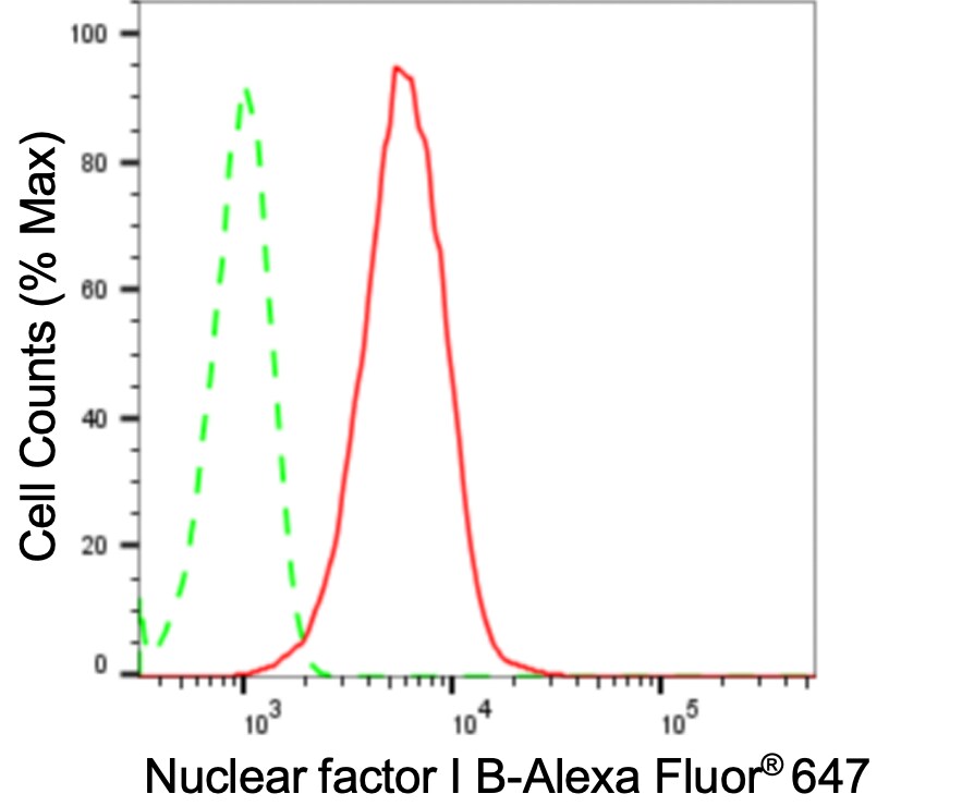 NFIB Antibody (24GB3600)