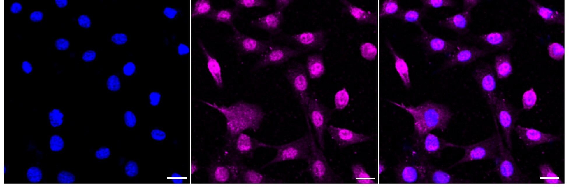 NFIB Antibody (24GB3600)
