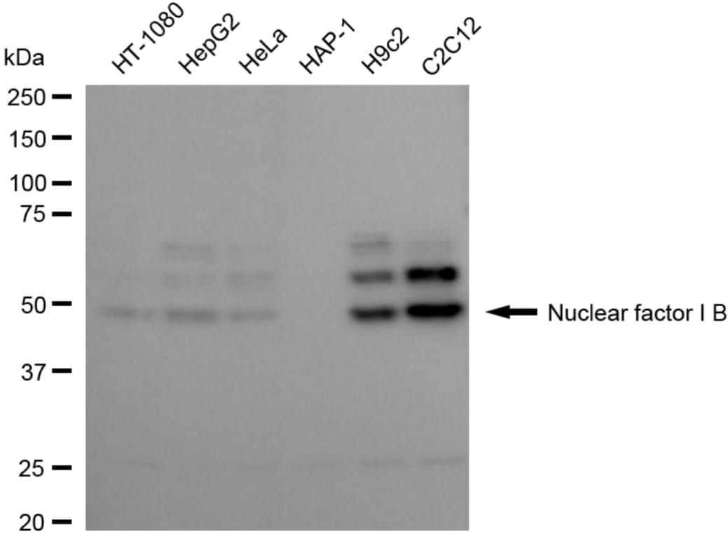 NFIB Antibody (24GB3600)