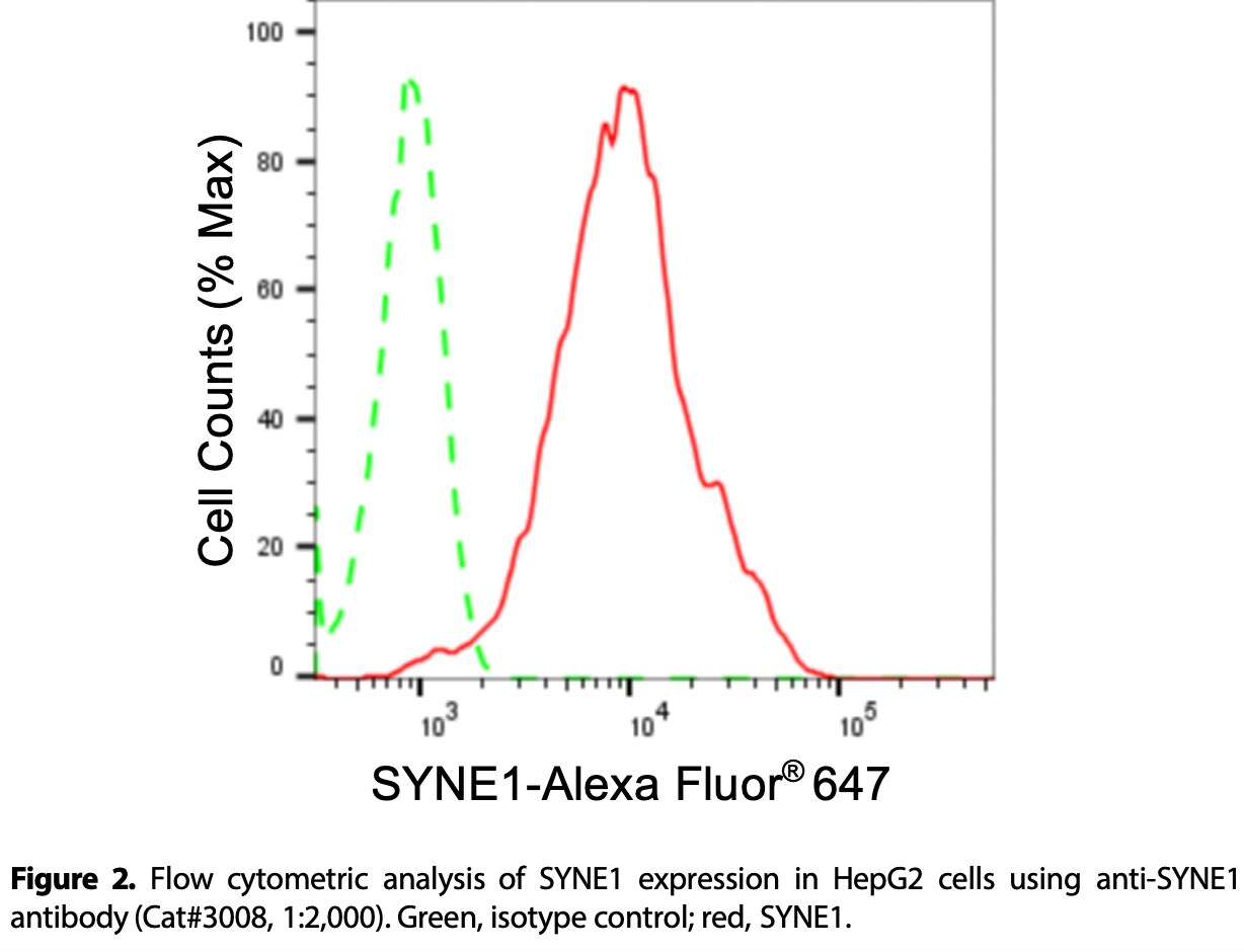 SYNE1 Antibody (24GB3605)