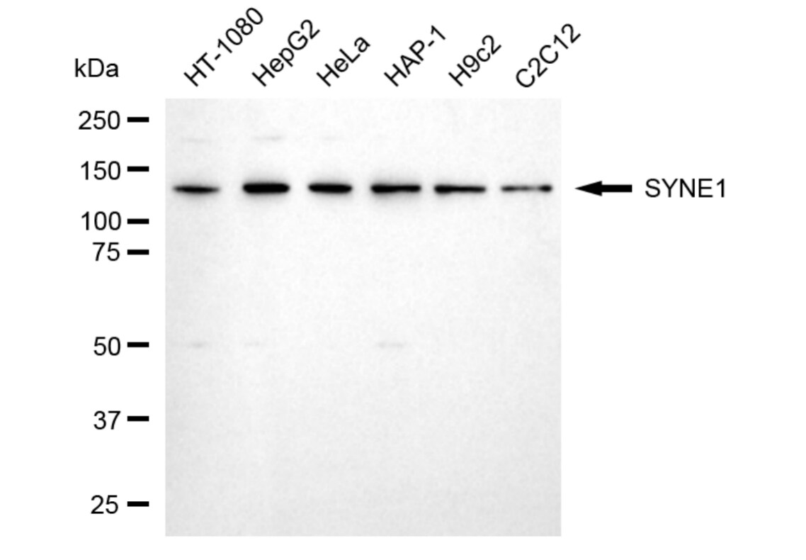 SYNE1 Antibody (24GB3605)