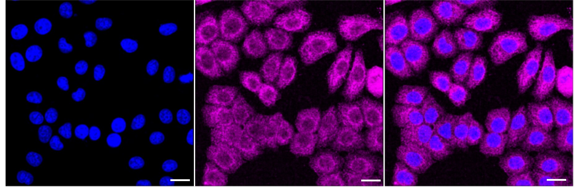 MAD1L1/MAD1 Antibody (24GB3620)