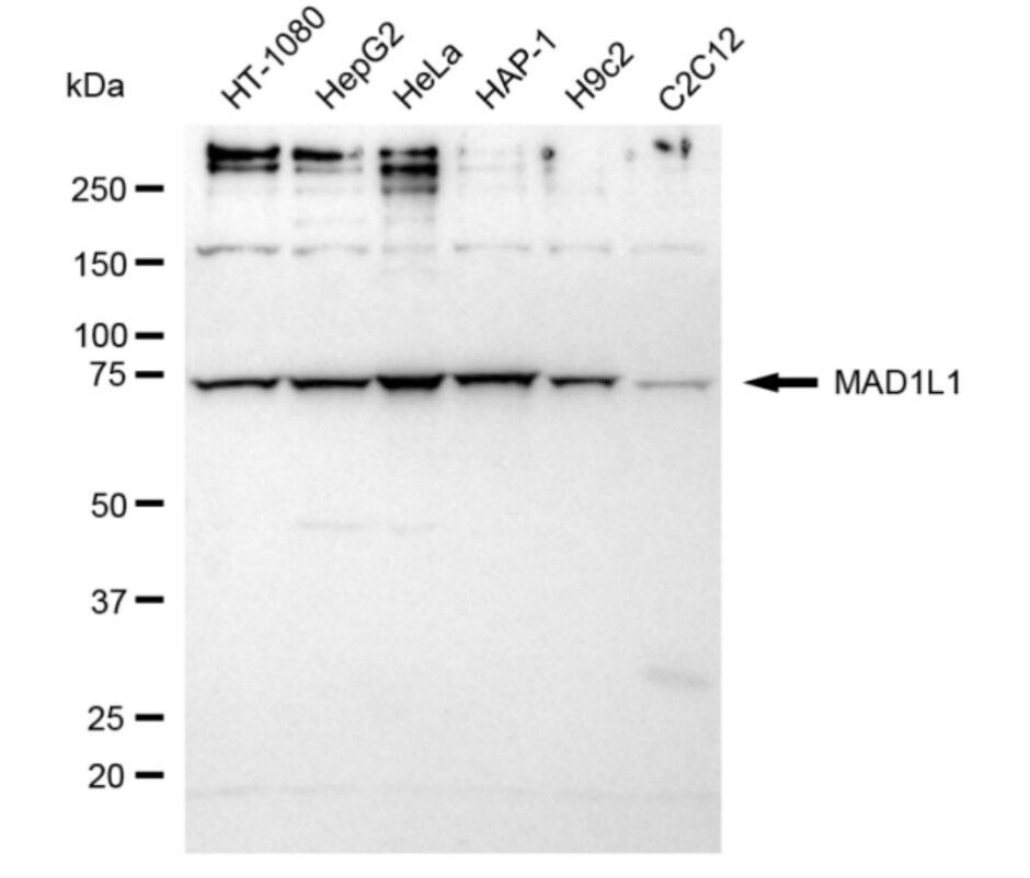 MAD1L1/MAD1 Antibody (24GB3620)