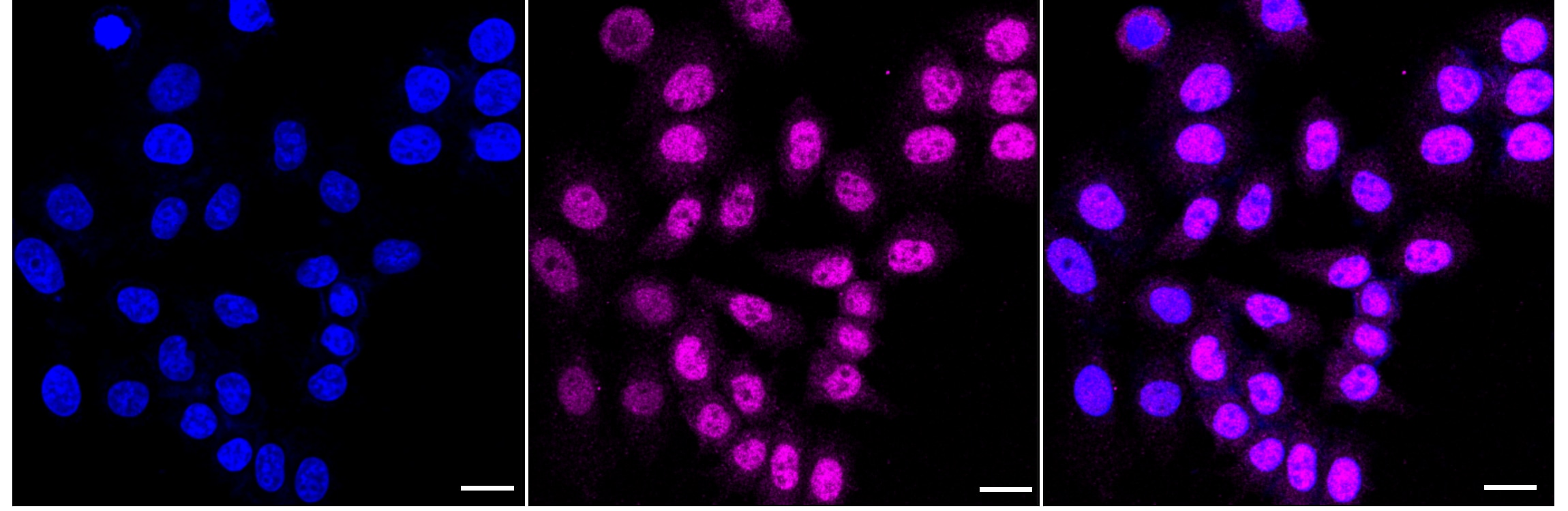 Cullin 2 Antibody (24GB3645)