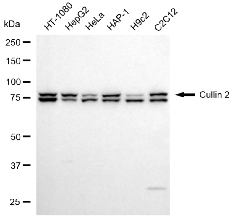 Cullin 2 Antibody (24GB3645)