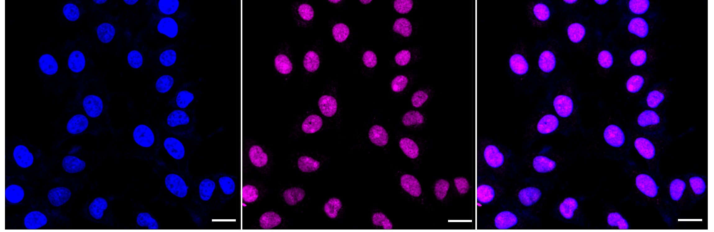 ILF3 Antibody (24GB3655)