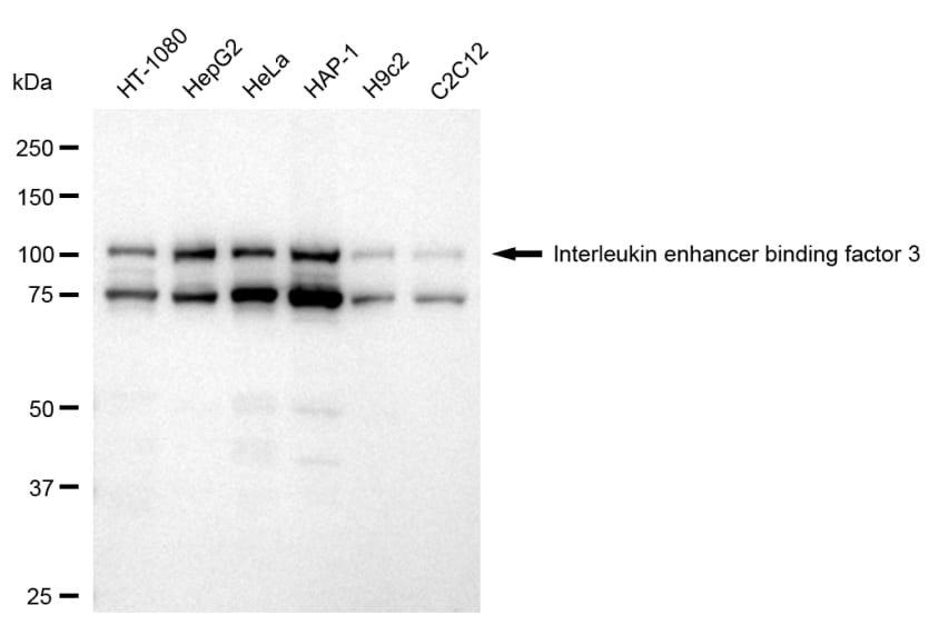 ILF3 Antibody (24GB3655)