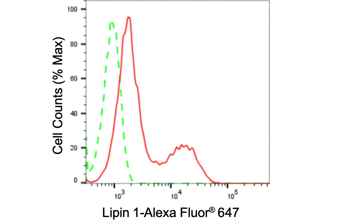 Lipin 1 Antibody (24GB3665)