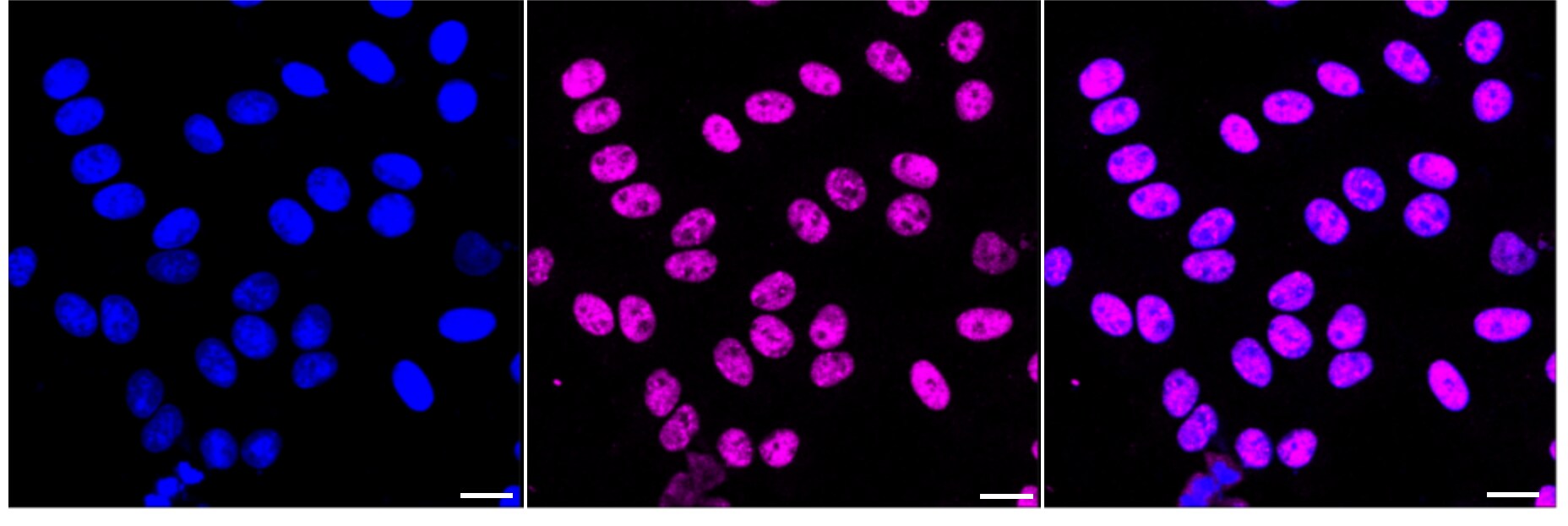 Lipin 1 Antibody (24GB3665)