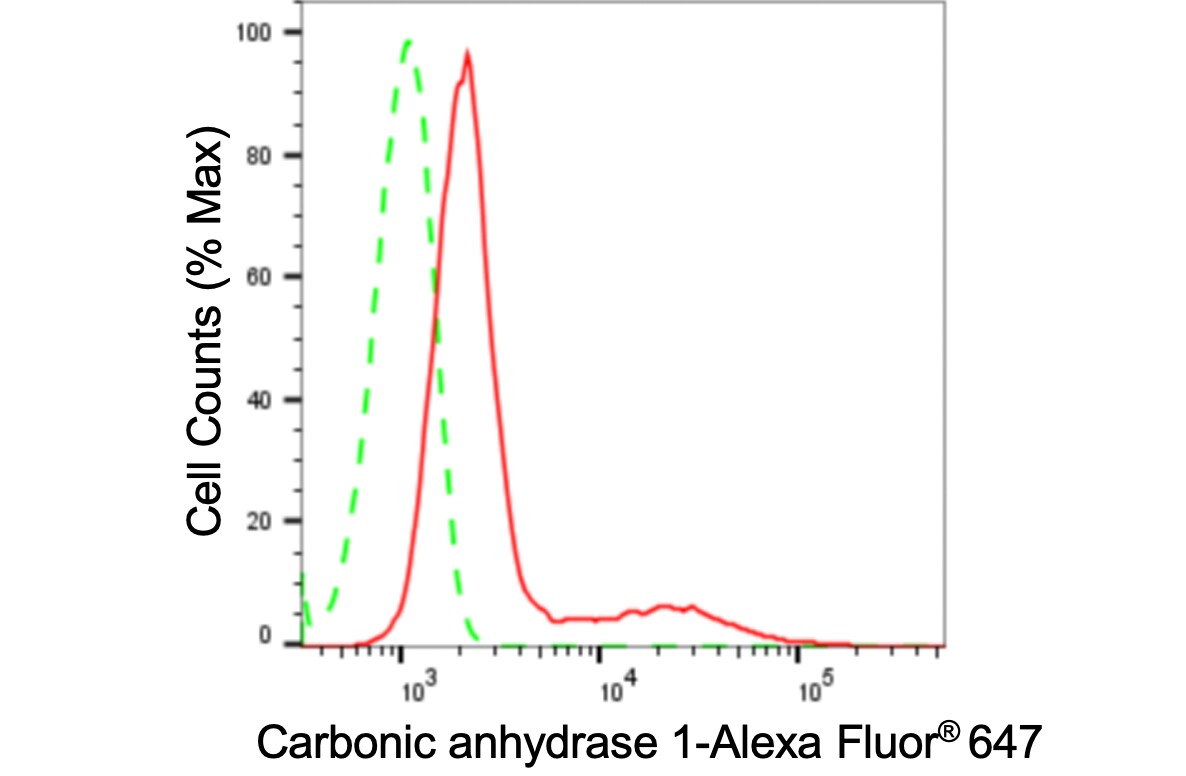 Carbonic Anhydrase I/CA1 Antibody (24GB3680)