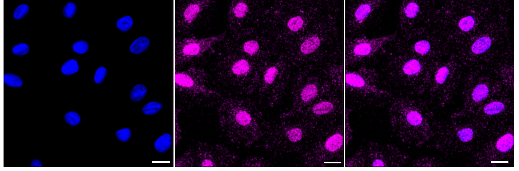 Carbonic Anhydrase I/CA1 Antibody (24GB3680)