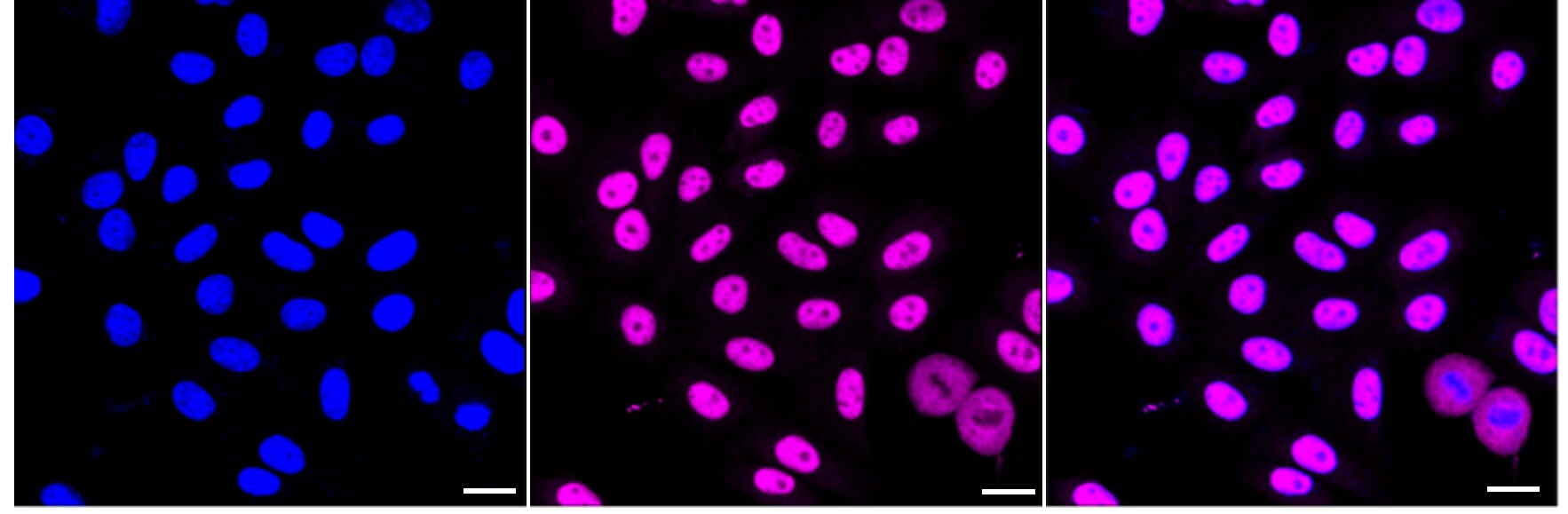 Bub3 Antibody (24GB3685)