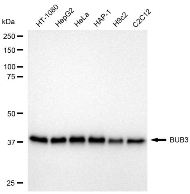 Bub3 Antibody (24GB3685)
