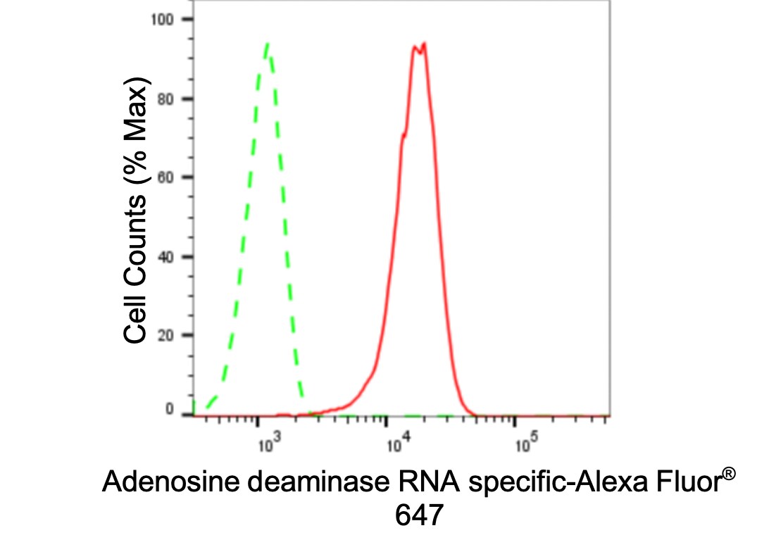 ADAR Antibody (24GB3705)