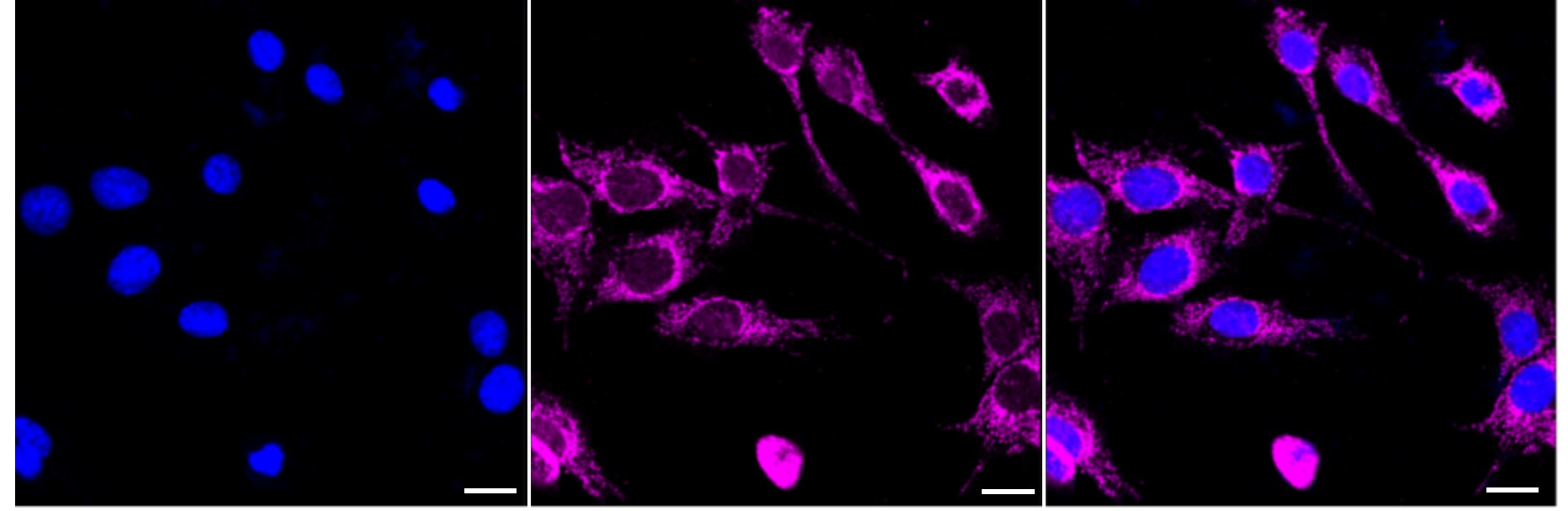 MAO-A Antibody (24GB3710)
