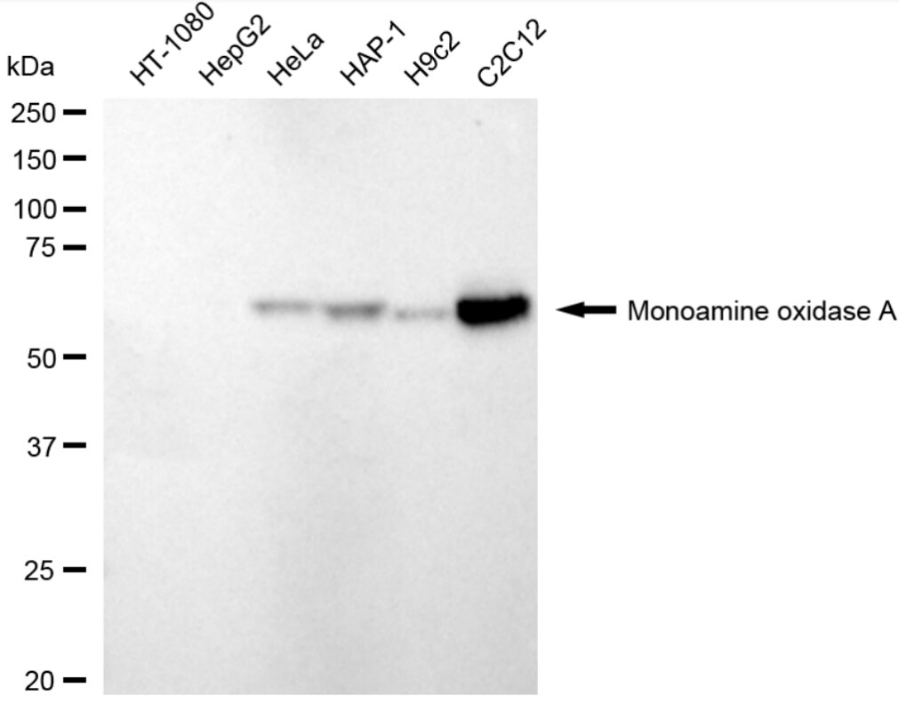 MAO-A Antibody (24GB3710)