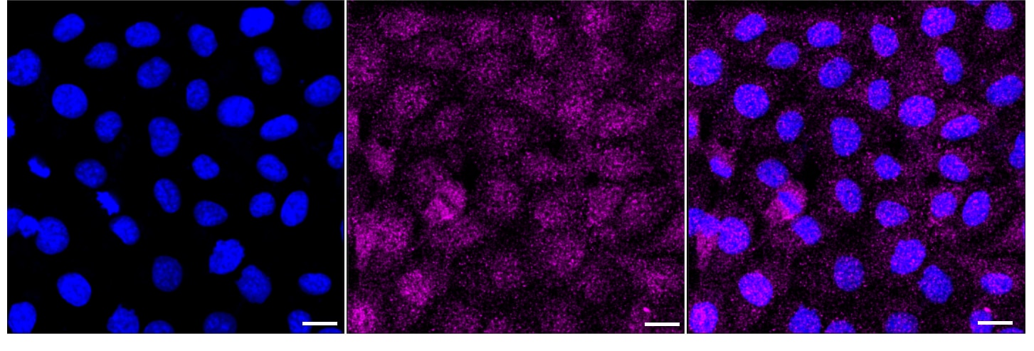 CRMP4 Antibody (24GB3720)