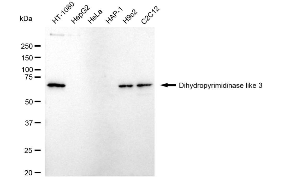 CRMP4 Antibody (24GB3720)