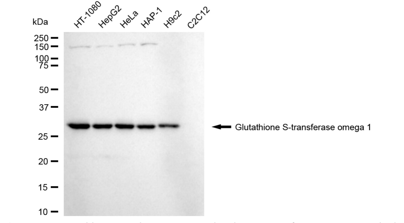 GSTO1 Antibody (24GB3735)