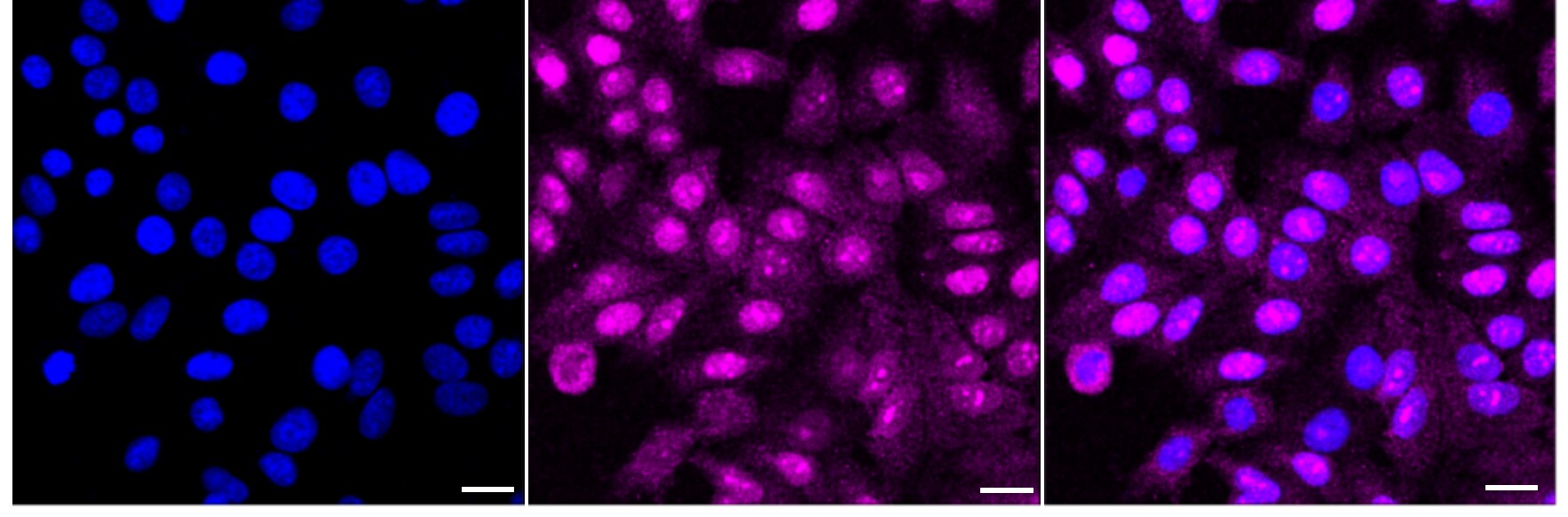 WDSOF1 Antibody (24GB3745)
