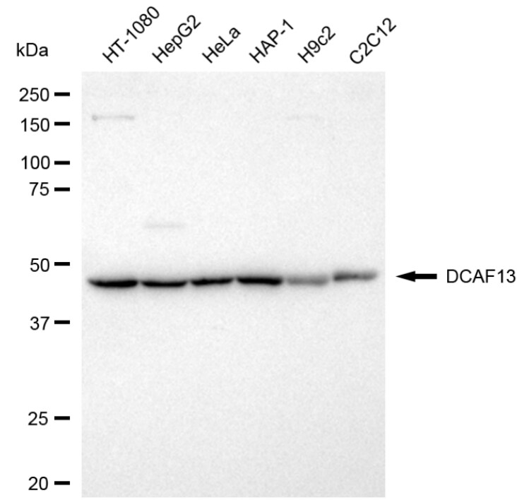 WDSOF1 Antibody (24GB3745)